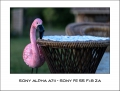 Sony A7II - Sony FE 55 f1.8 ZA