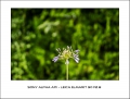 Sony Alpha A7II - Leica Elmarit 90 f2.8
