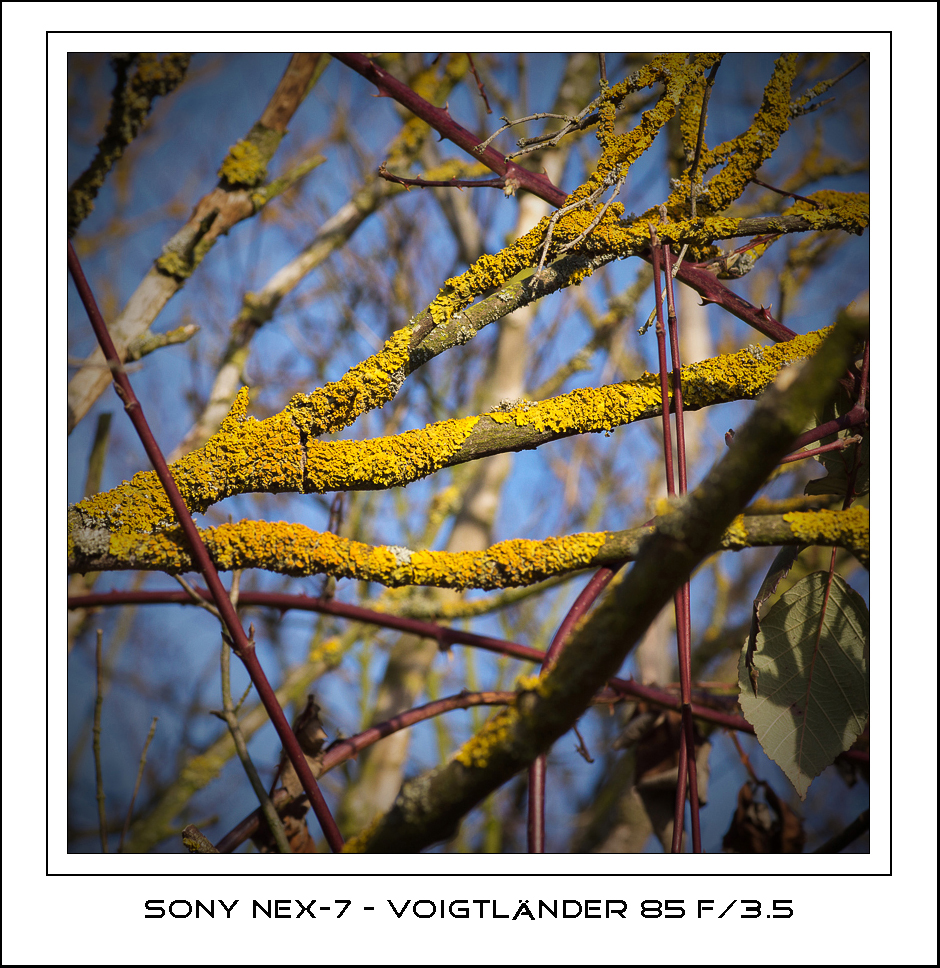 CV 85 f3.5 adapted for Sony Nex-7
