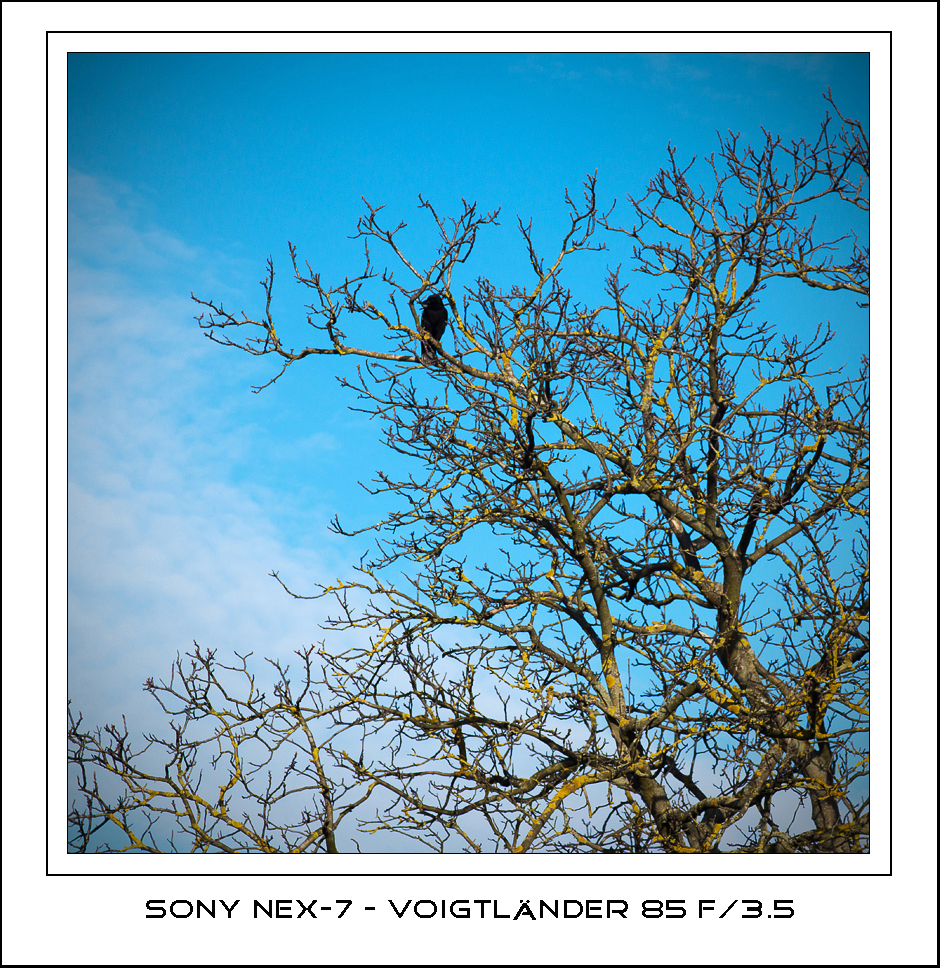 CV 85 f3.5 adapted for Sony Nex-7