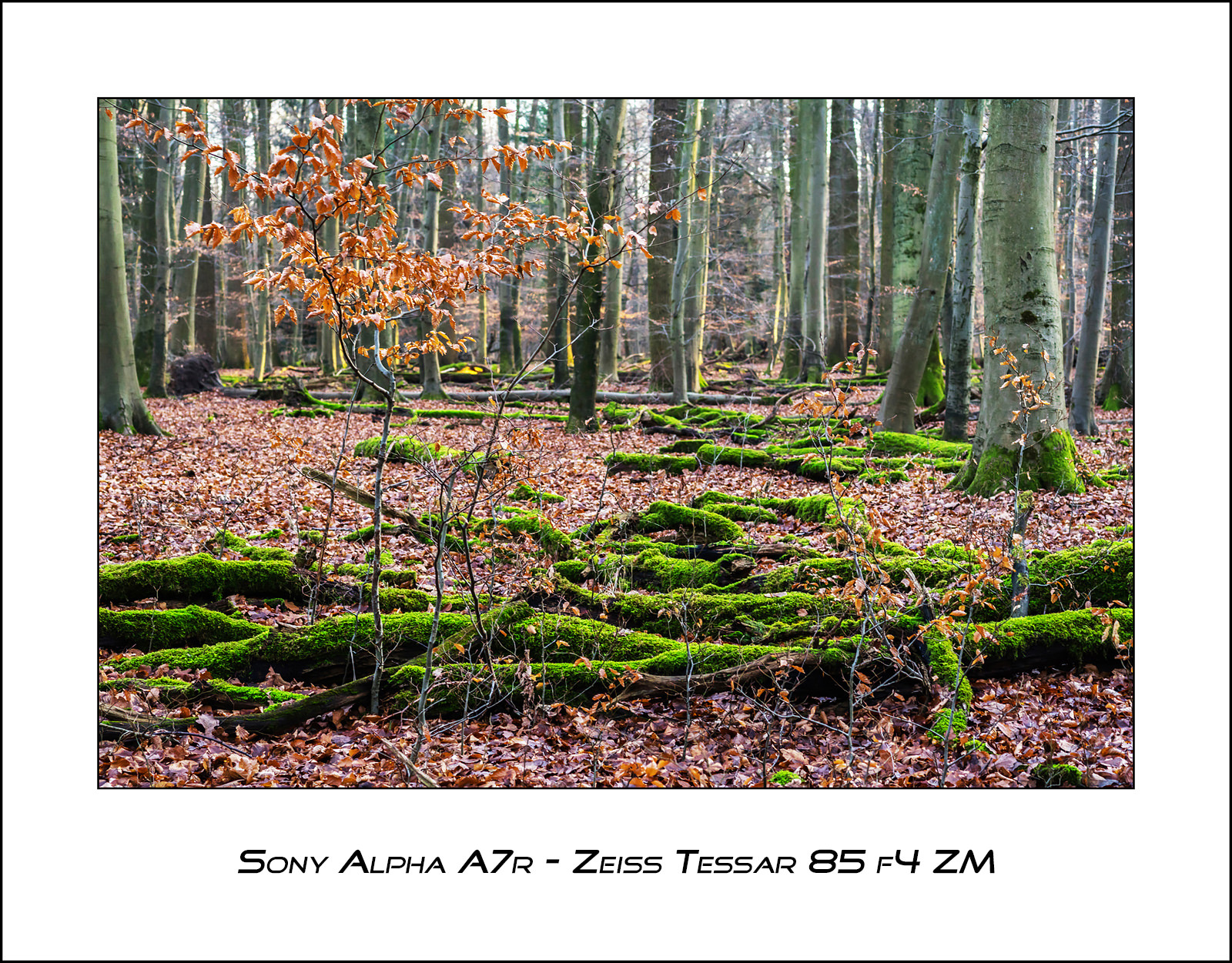 Sony A7R - Zeiss Tessar 85mm f4 ZM lens