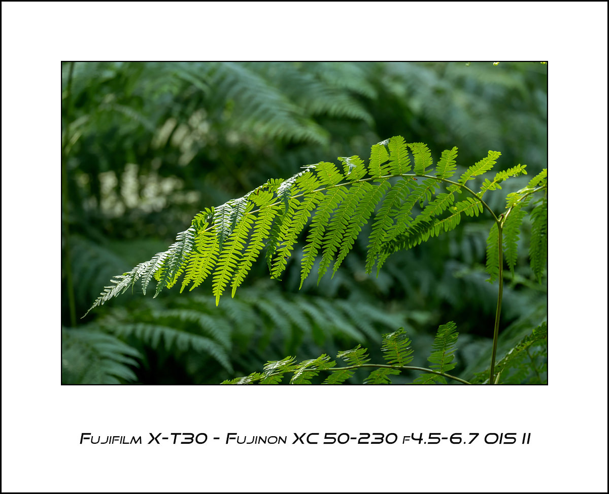 Fujifilm X-T30  - Fujinon XC 50-230 f4.5-6.7 OIS II